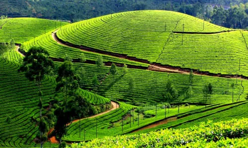 Munnar Hill Station Tour